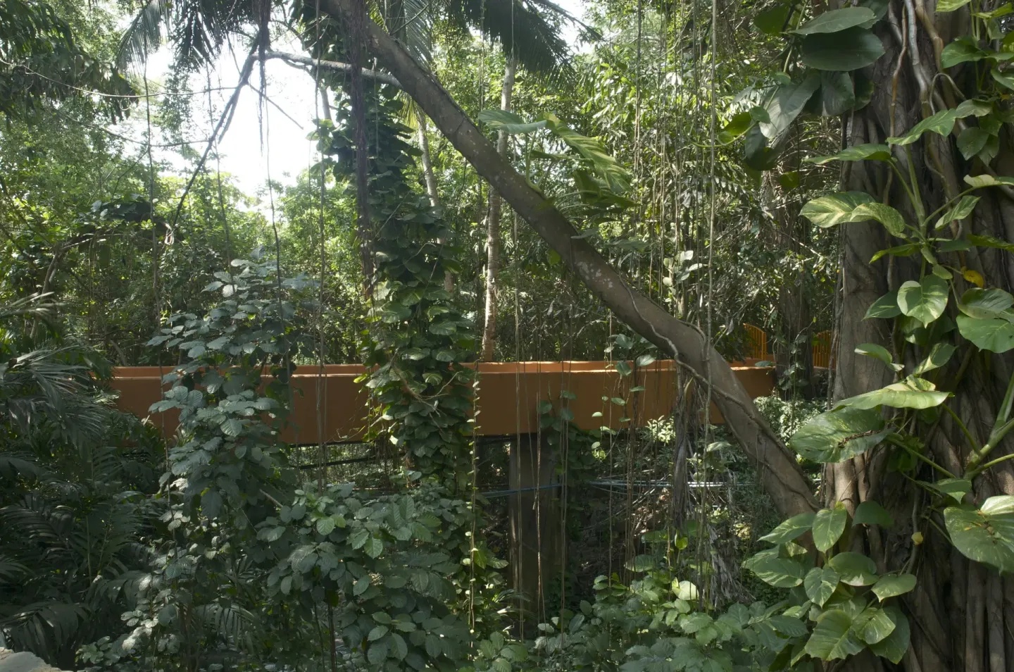 A raised walkway passes through dense tropical forest at Las Brisas Ixtapa.