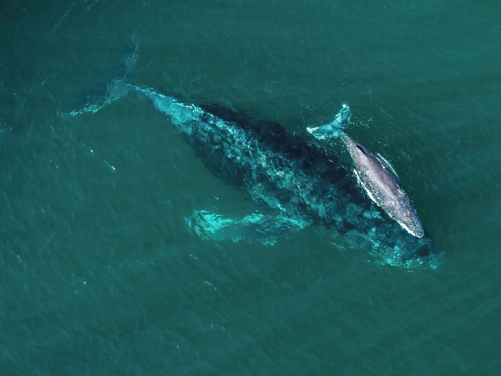 A whale swims through teal ocean water near Las Ventanas al Paraiso.