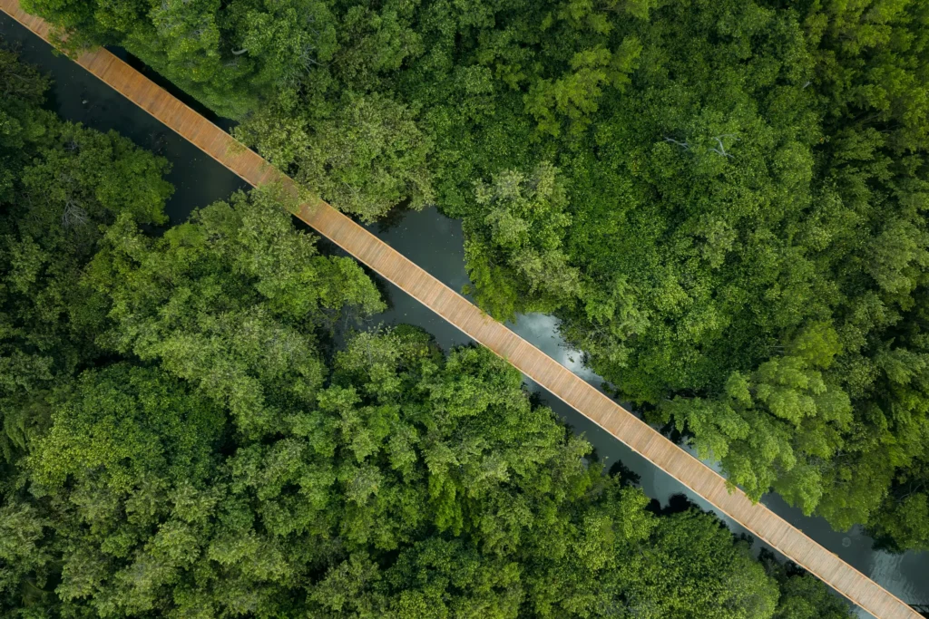 op-down aerial view of a wooden walkway cutting through dense green mangroves at Dreams Royal Beach Punta Cana.