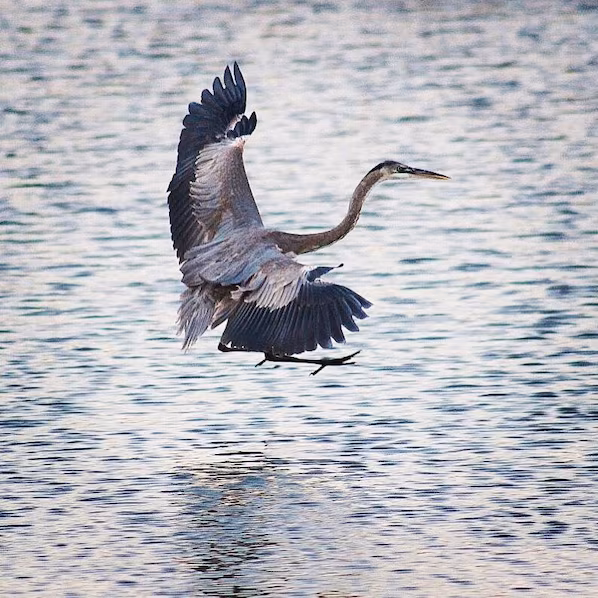 San Jose Estuary near Hyatt Ziva Los Cabos featuring scenic wetlands, walking trails, and native birdlife
