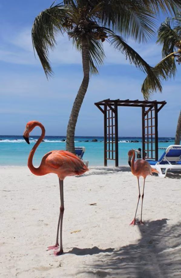 Renaissance Mall Aruba near Secrets Baby Beach Aruba offering luxury shopping in downtown Oranjestad
