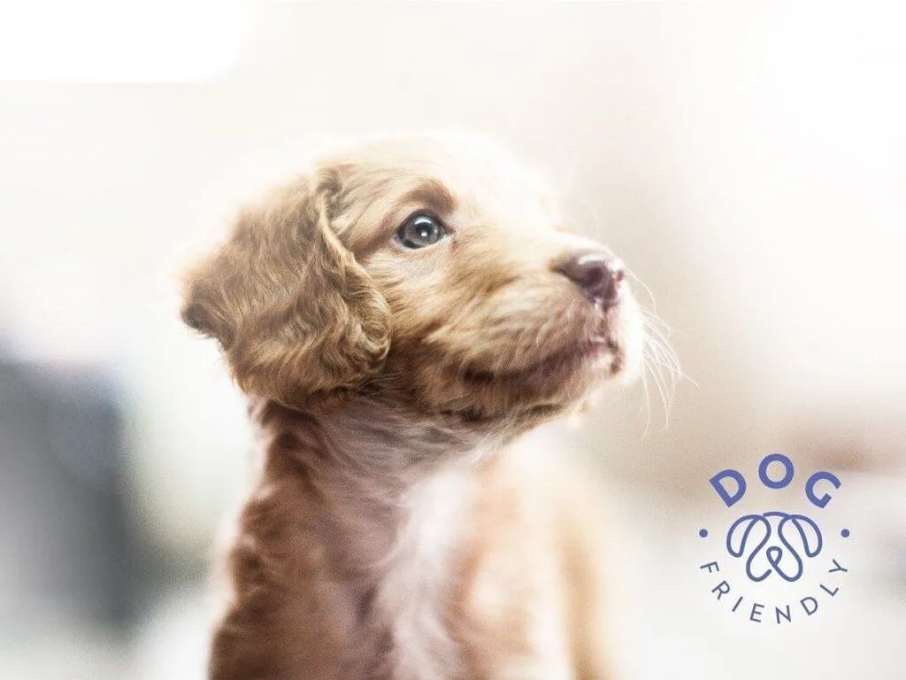 Small puppy beside a dog-friendly graphic for Live Aqua Cancun.