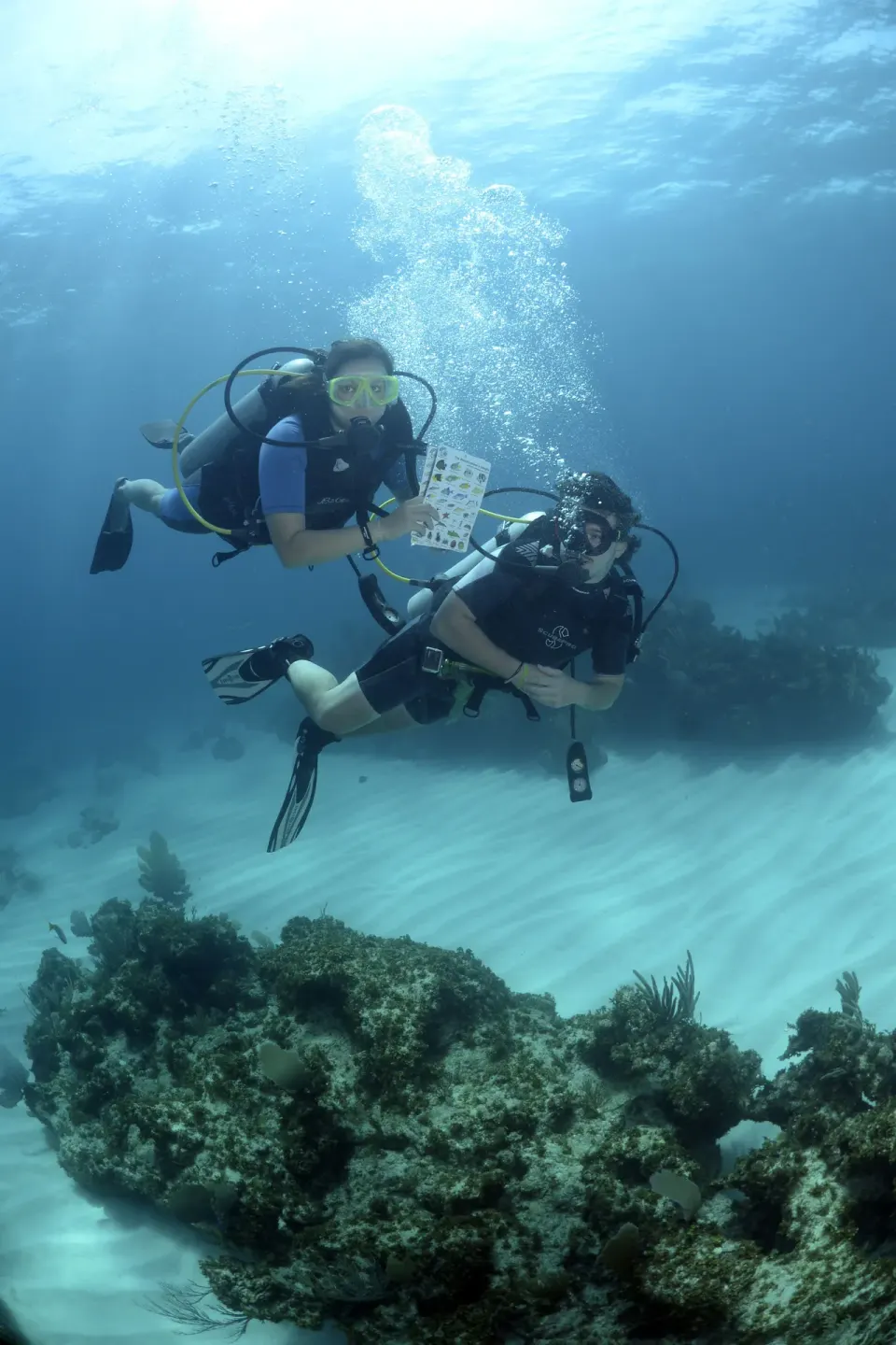 Scuba divers over coral and sand near Majestic Elegance Punta Cana.