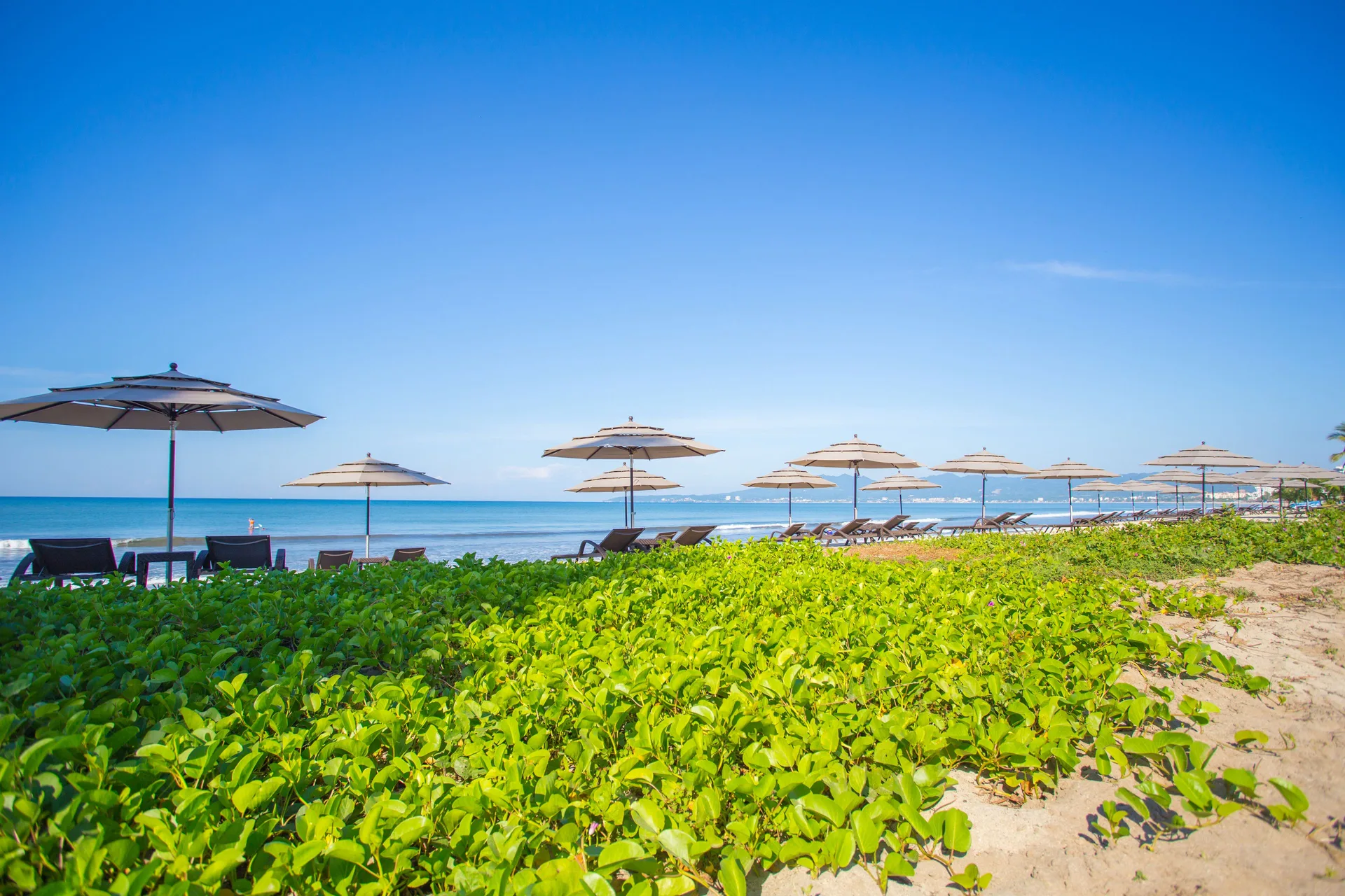 Oceanfront umbrellas and loungers beyond beach greenery at Marival Distinct World Spa.