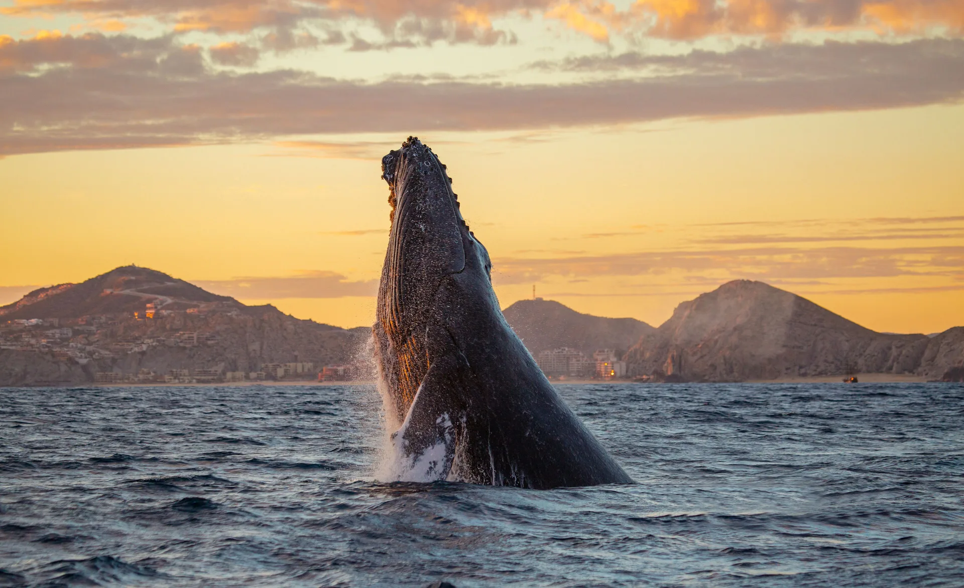 Humpback whale breaching offshore at sunset near Marquis Los Cabos.