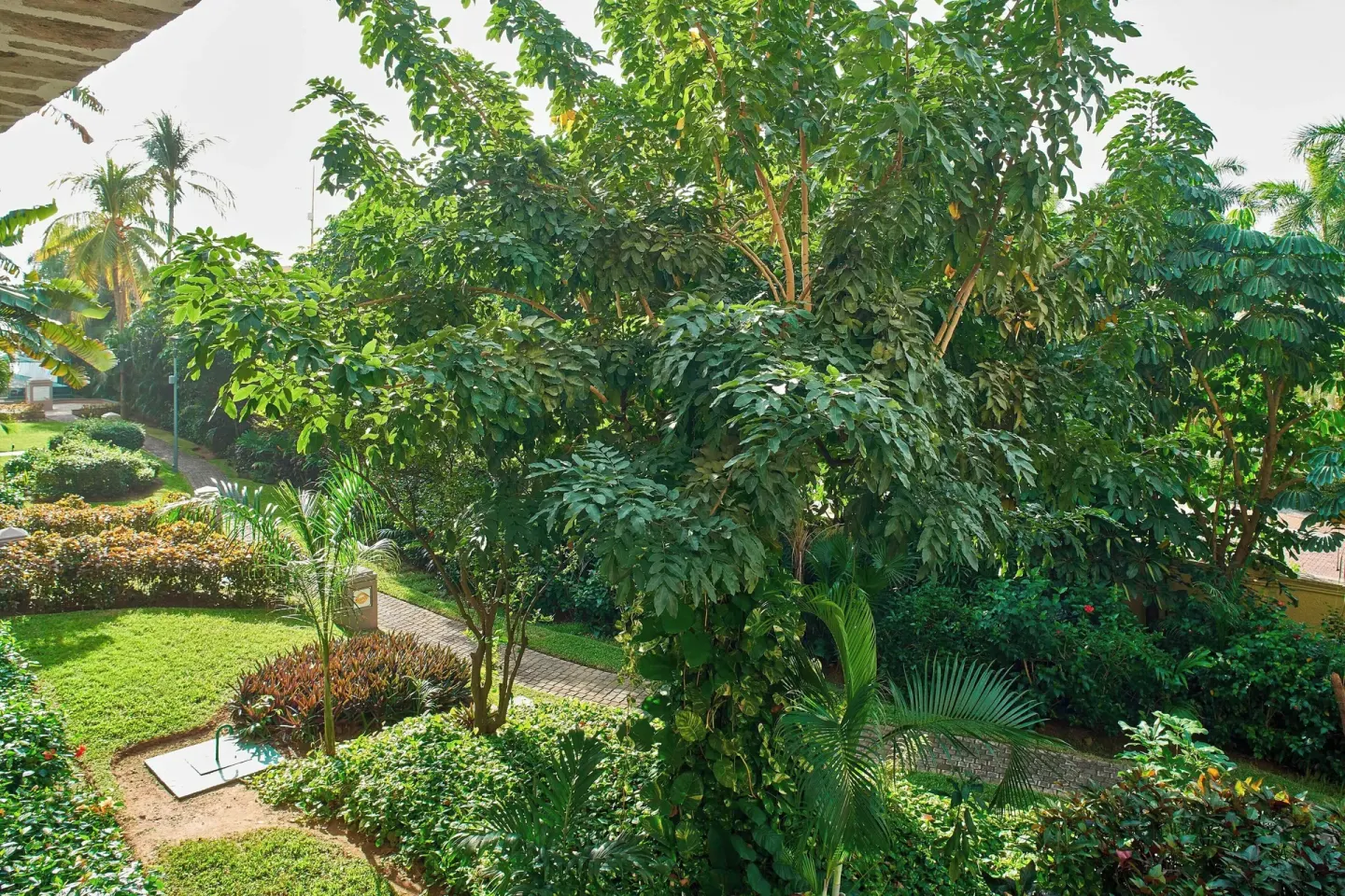 Garden view from a guest room at Marriott Puerto Vallarta Resort & Spa with trees and landscaped paths.