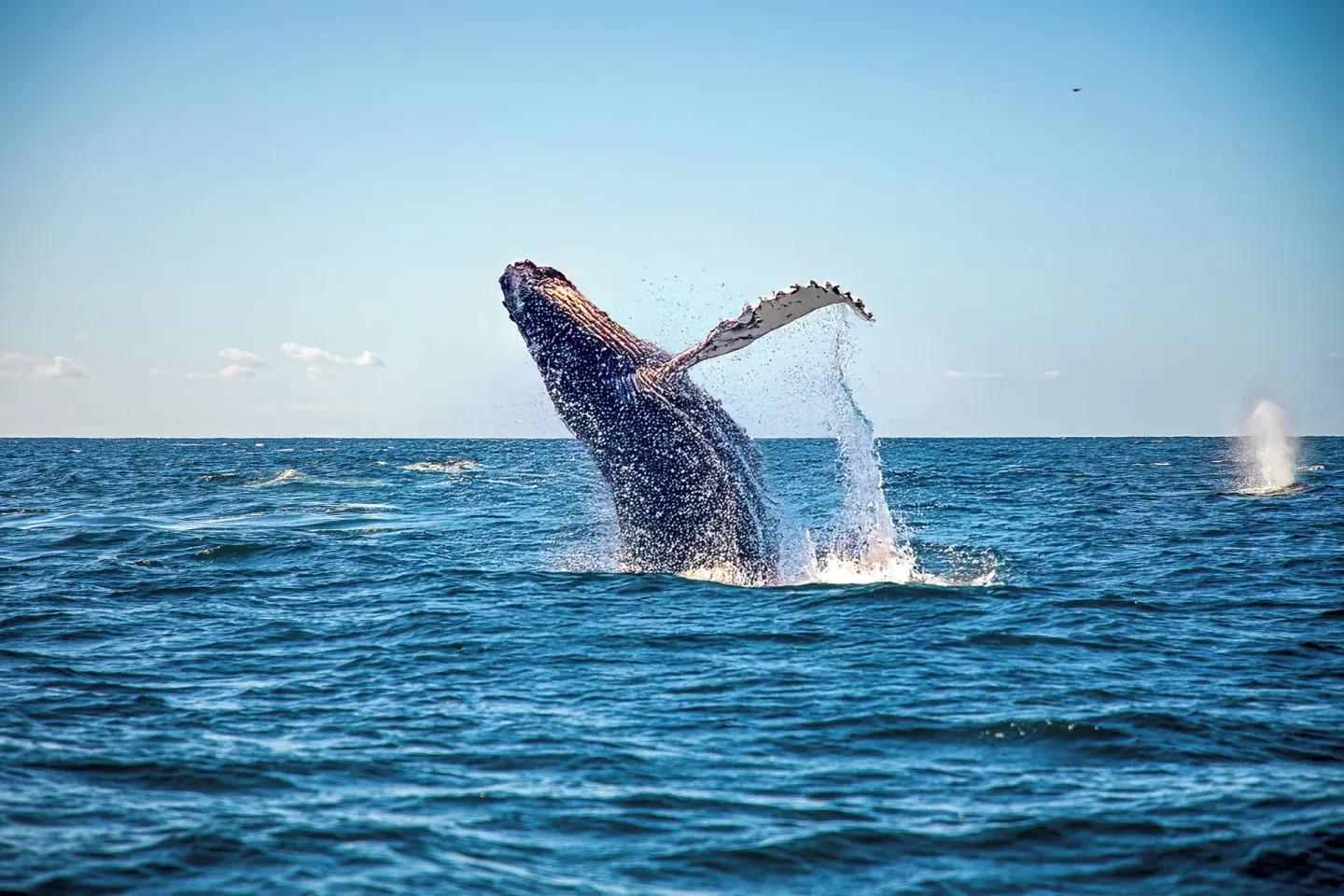 A whale breaches from the ocean near ME Cabo.
