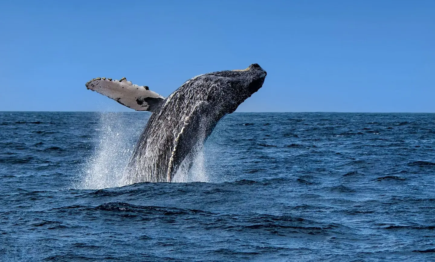 A humpback whale breaches from the ocean near ME Cabo under a clear blue sky.