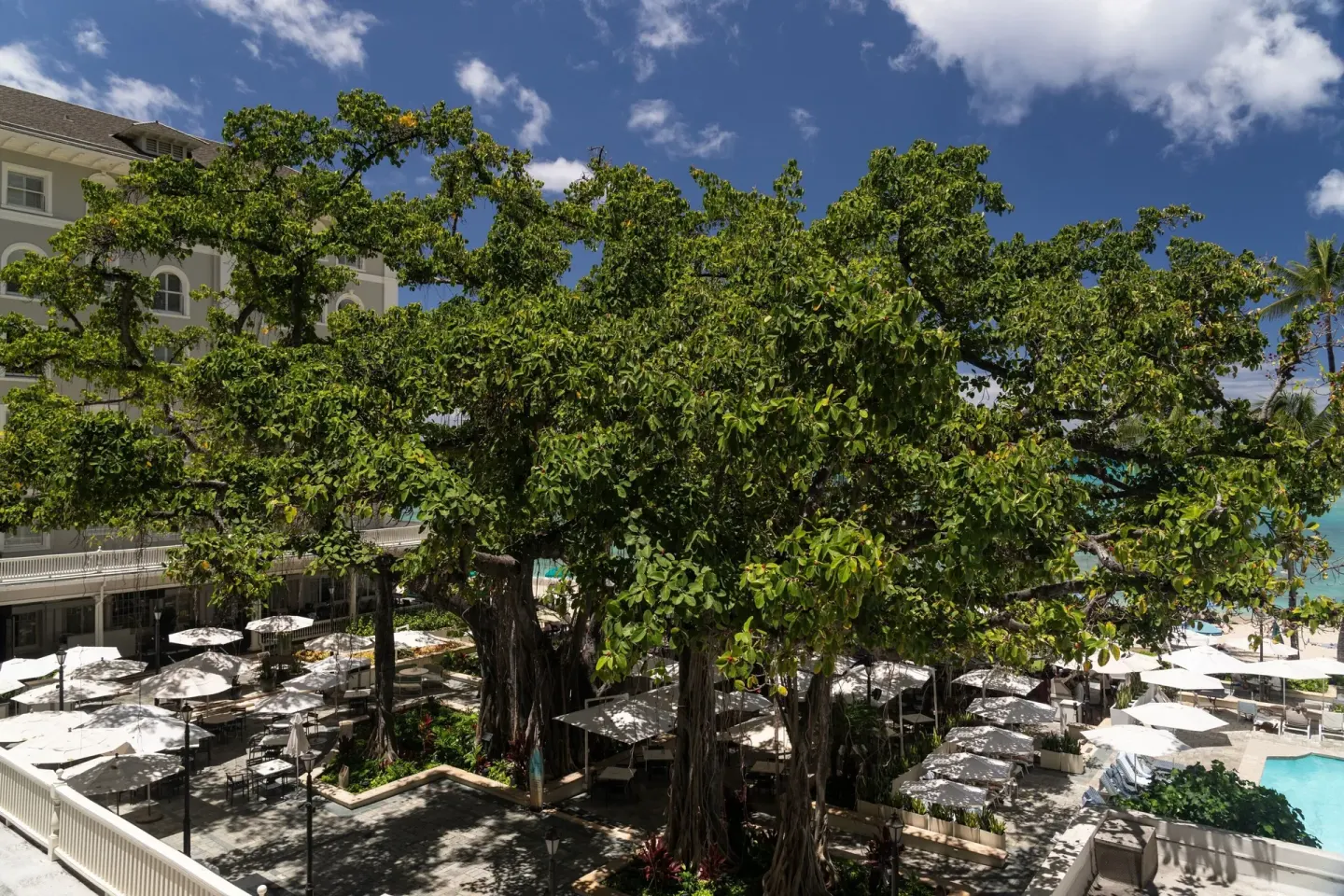 Courtyard banyan trees and umbrella seating at Moana Surfrider, A Westin Resort & Spa.