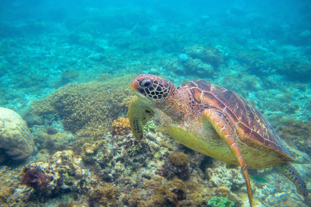 West Coast Of Isla Mujeres Punta Cancun And Punta Nizuc National Park 10 Min Walk