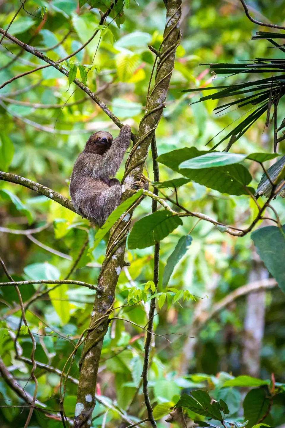 Sloth clinging to a tree branch in the greenery at Nayara Springs.