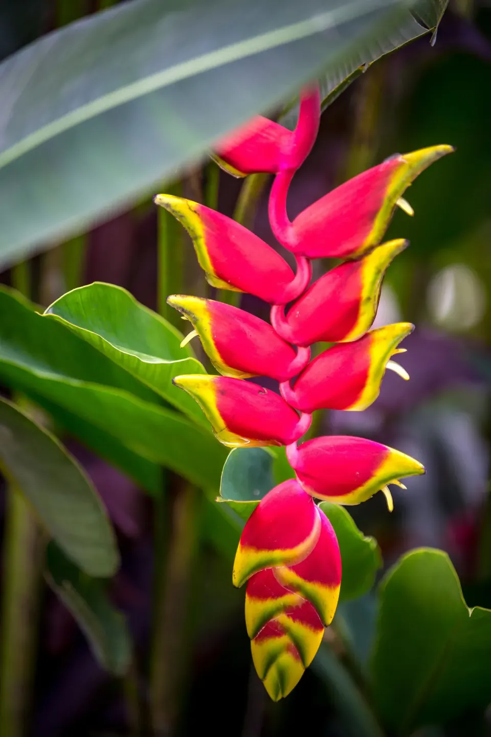 Bright red and yellow tropical flower among green leaves at Nayara Springs.