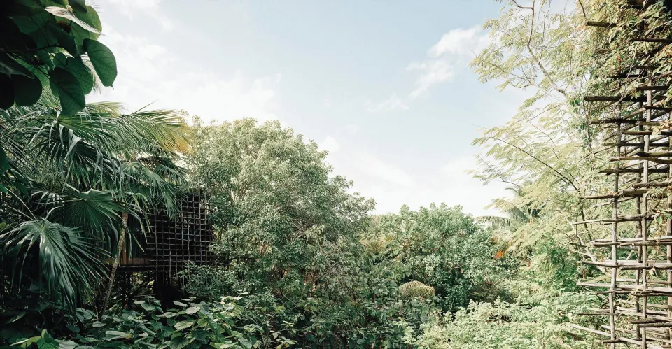 Elevated canopy of dense jungle foliage at Nômade Temple Tulum