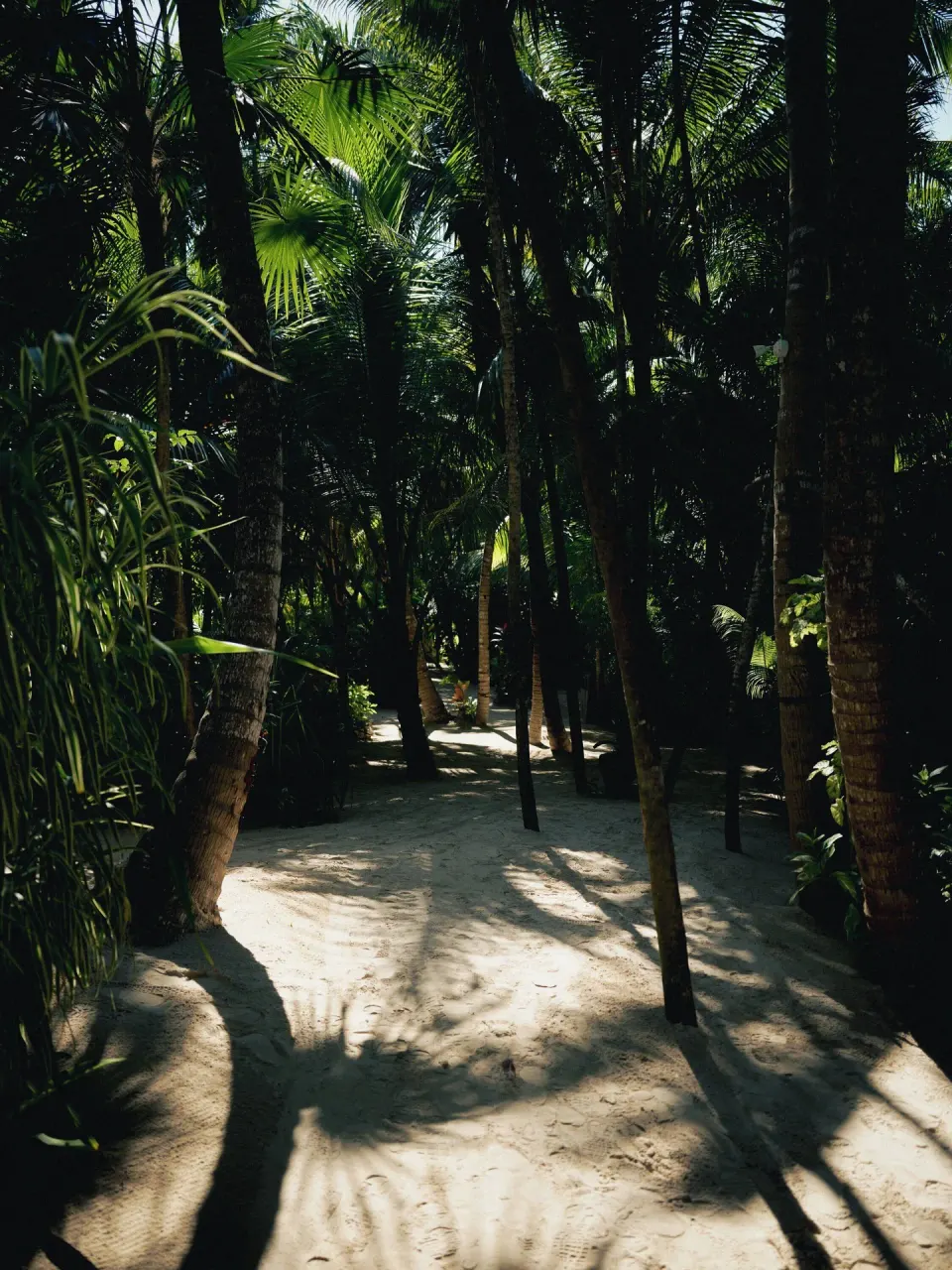 Sandy pathway under tall palms at Nômade Temple Tulum