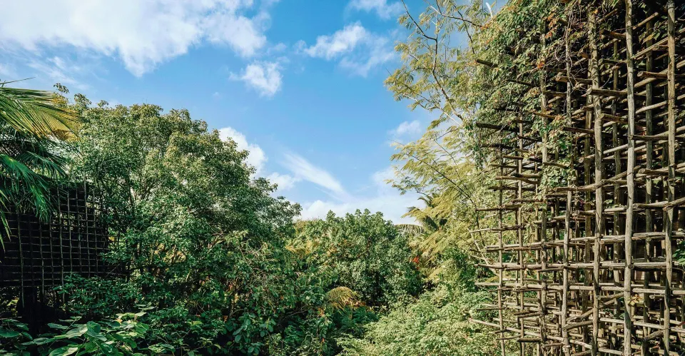 View over dense jungle canopy from treehouse at Nômade Temple Tulum