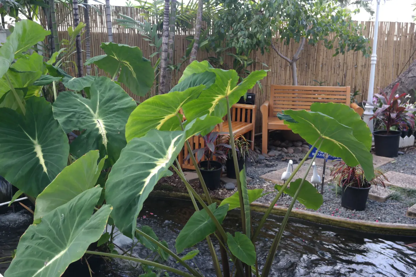 Garden pond with large tropical leaves and benches at Oasis Hotel Waikiki.