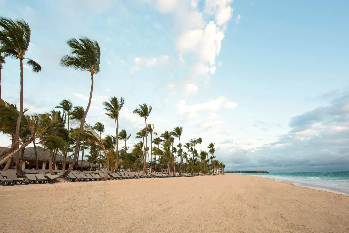 Quiet sandy beach with palms and loungers at Occidental Punta Cana.