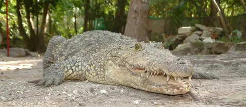 Crococun Zoo 25 Min Walk