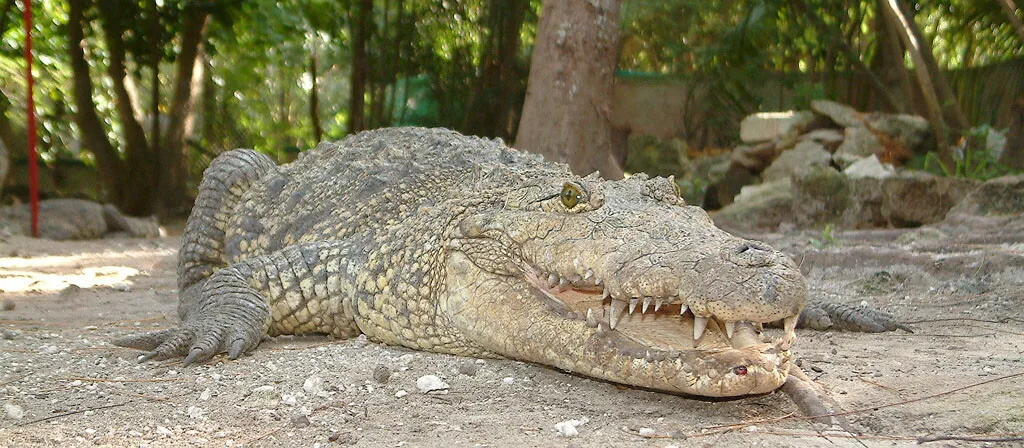 Crococun Zoo 25 Min Walk