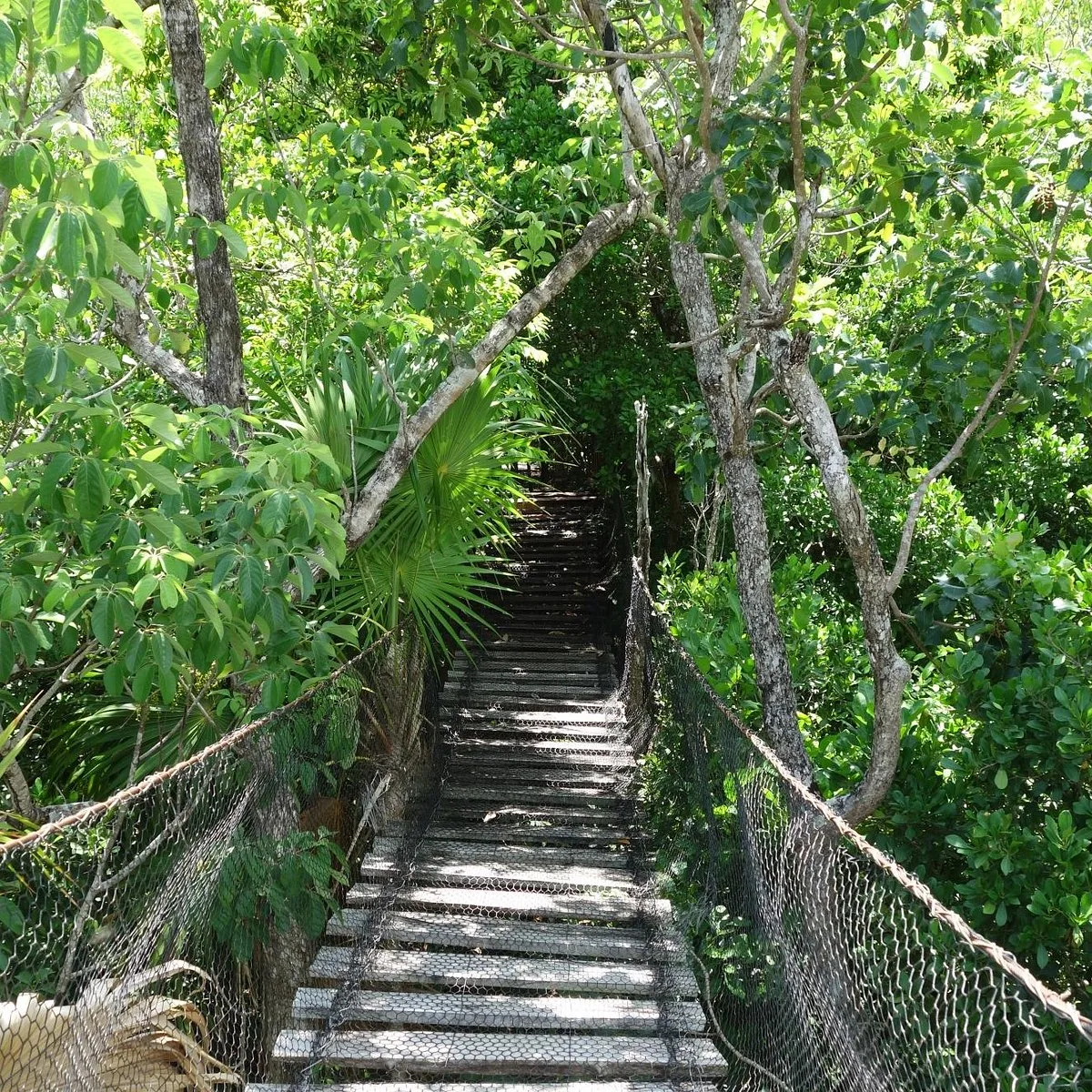 Dr Alfredo Barrera Marin Botanical Garden Jardin Botanico Yaax Che 10 Min Drive