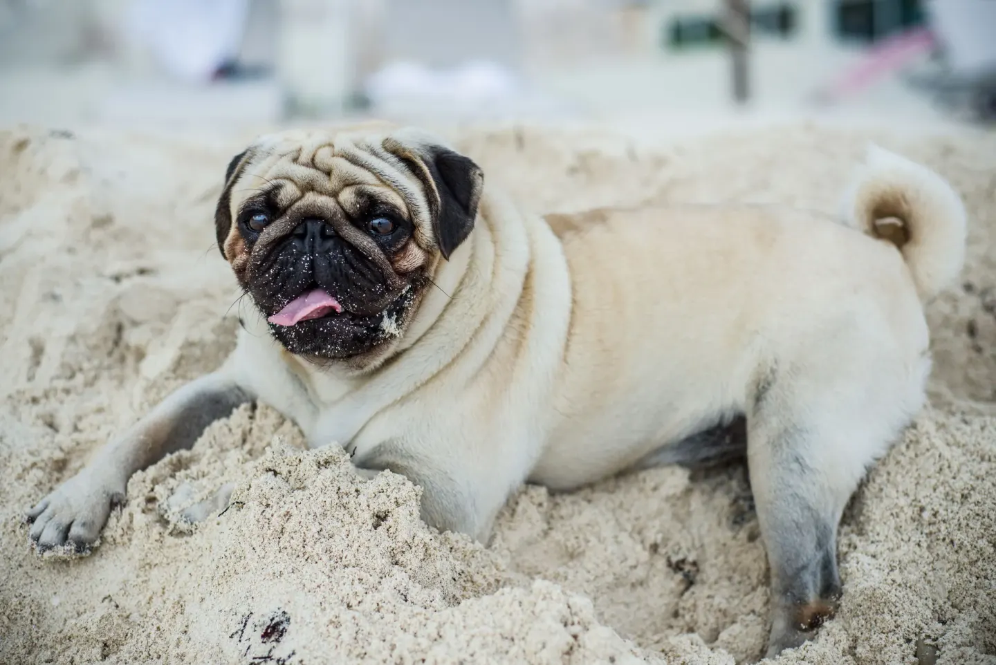 A pug lying in beach sand at Oleo Cancun Playa Resort.