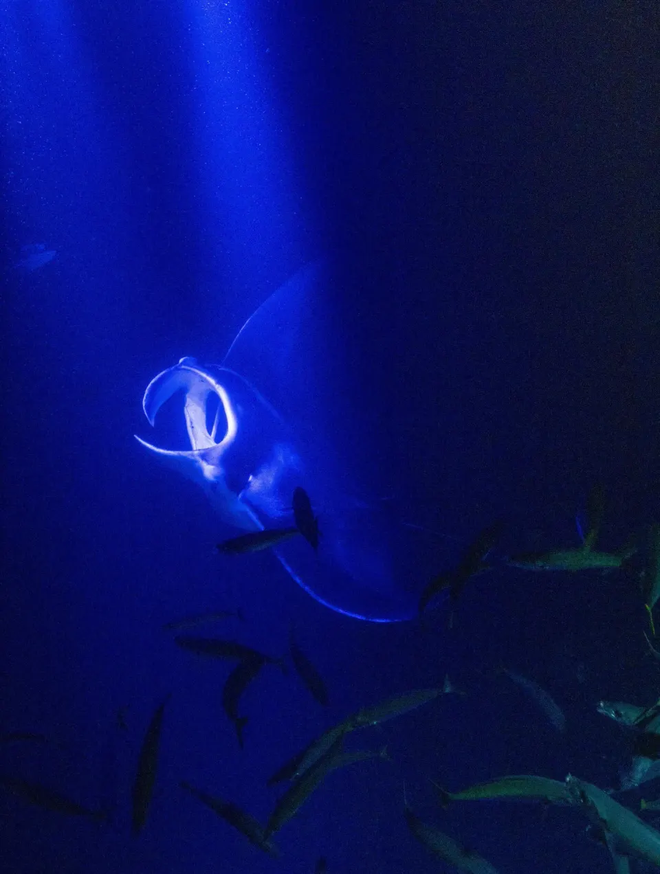 Manta ray swimming in blue night water near Outrigger Kona Resort and Spa.
