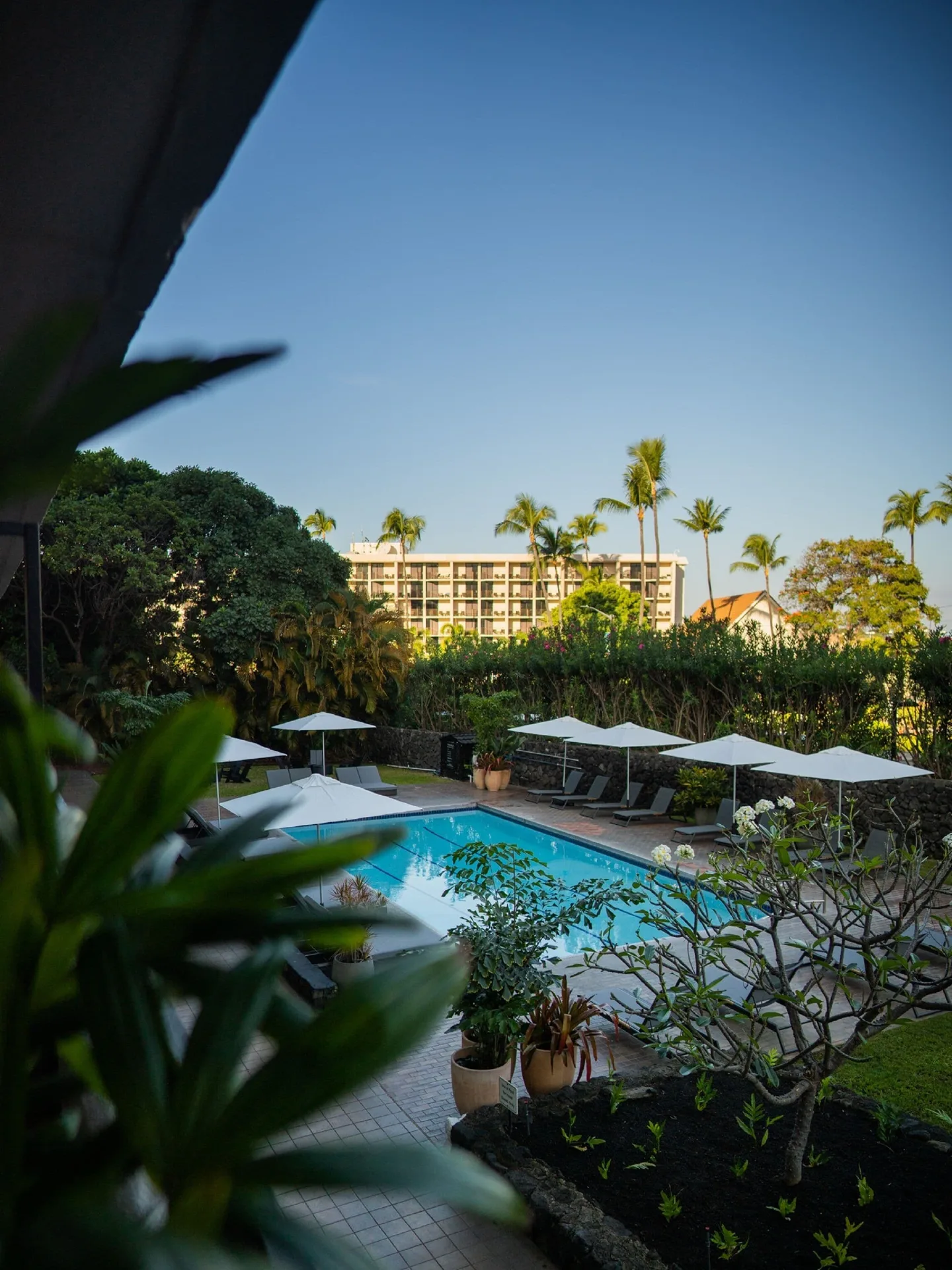 Pool courtyard with umbrellas and palms at PACIFIC 19 Kona.