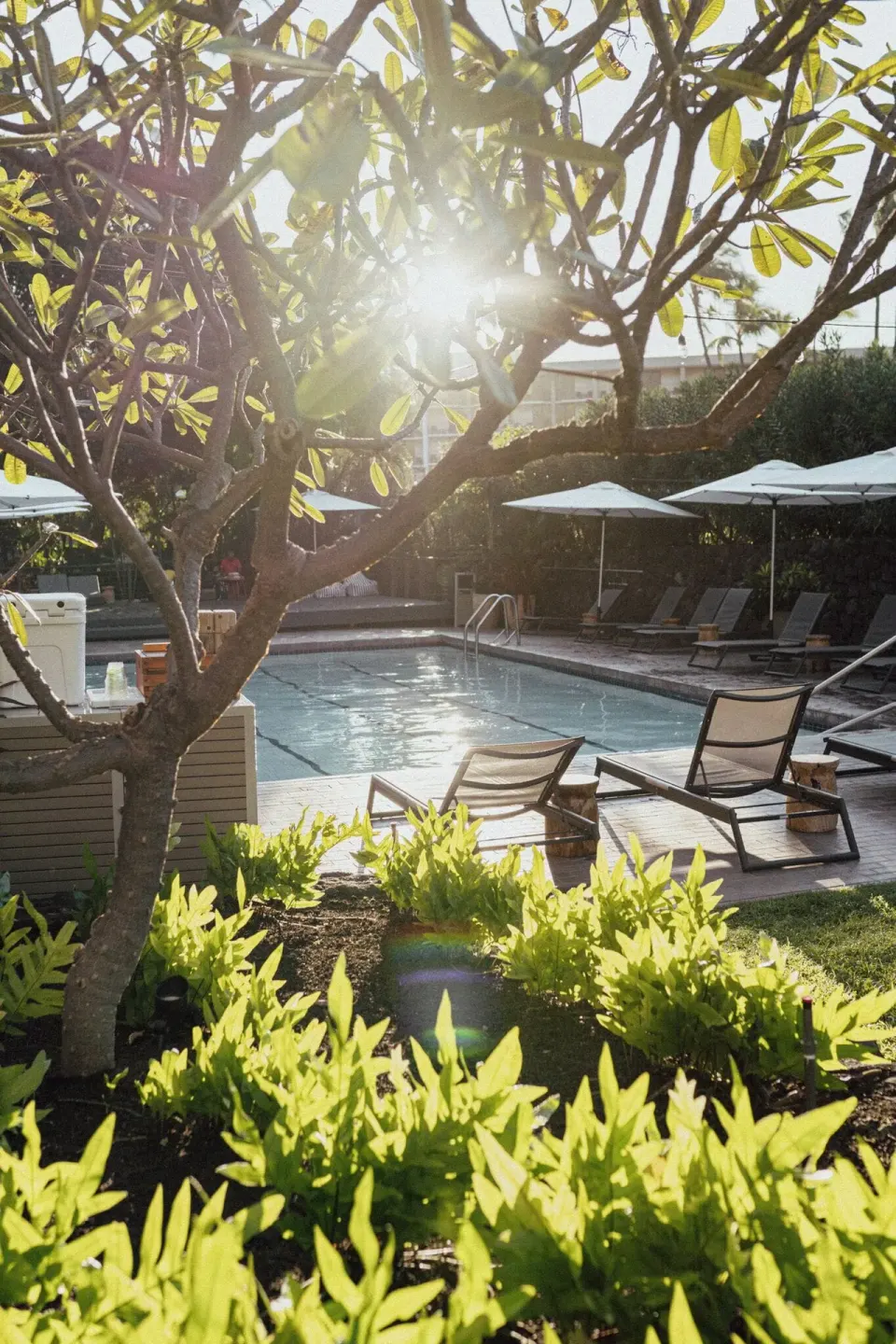 Sunlit pool area with lounge chairs and leafy landscaping at PACIFIC 19 Kona.