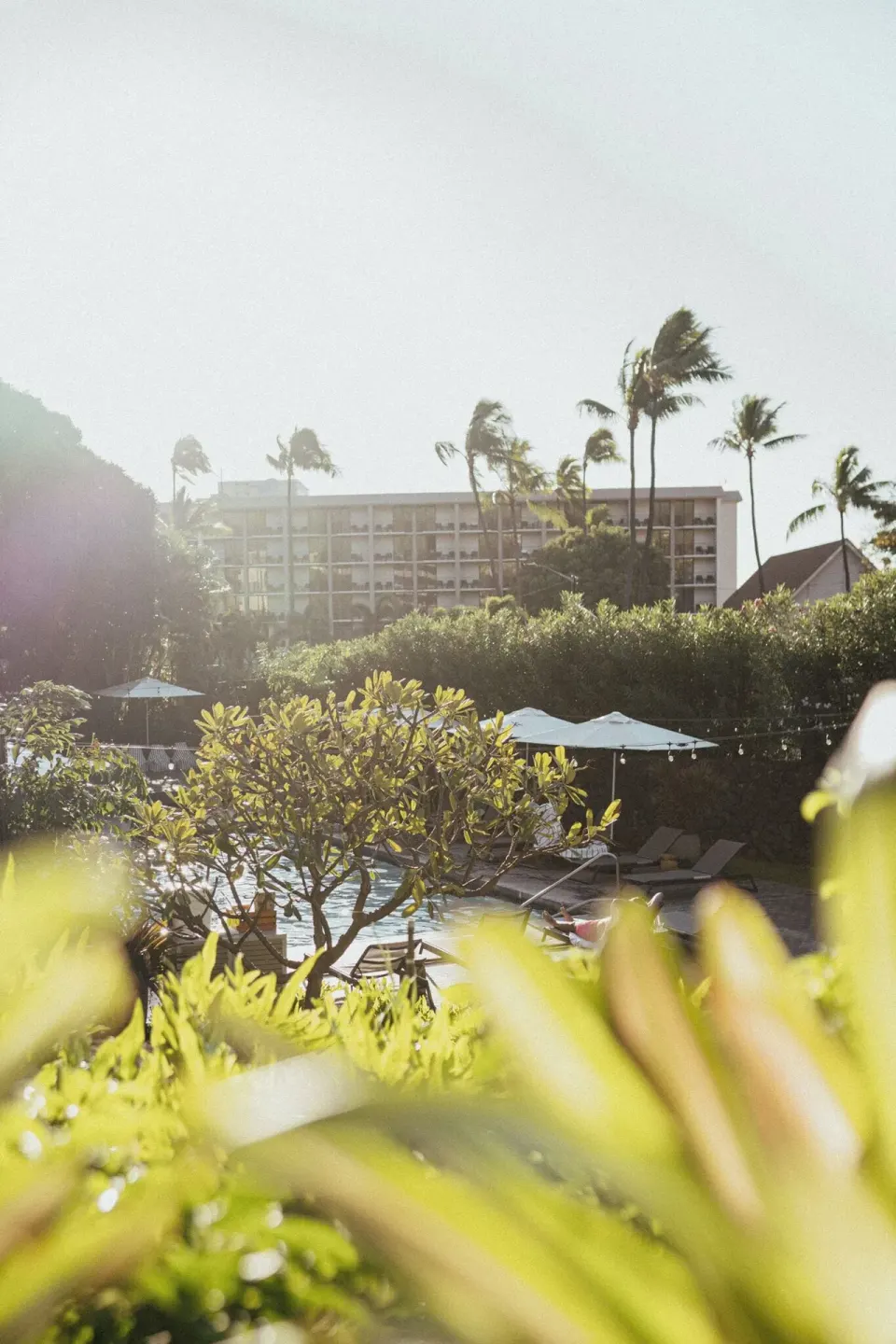 Tropical landscaping, pool umbrellas, and a resort building beyond at PACIFIC 19 Kona.