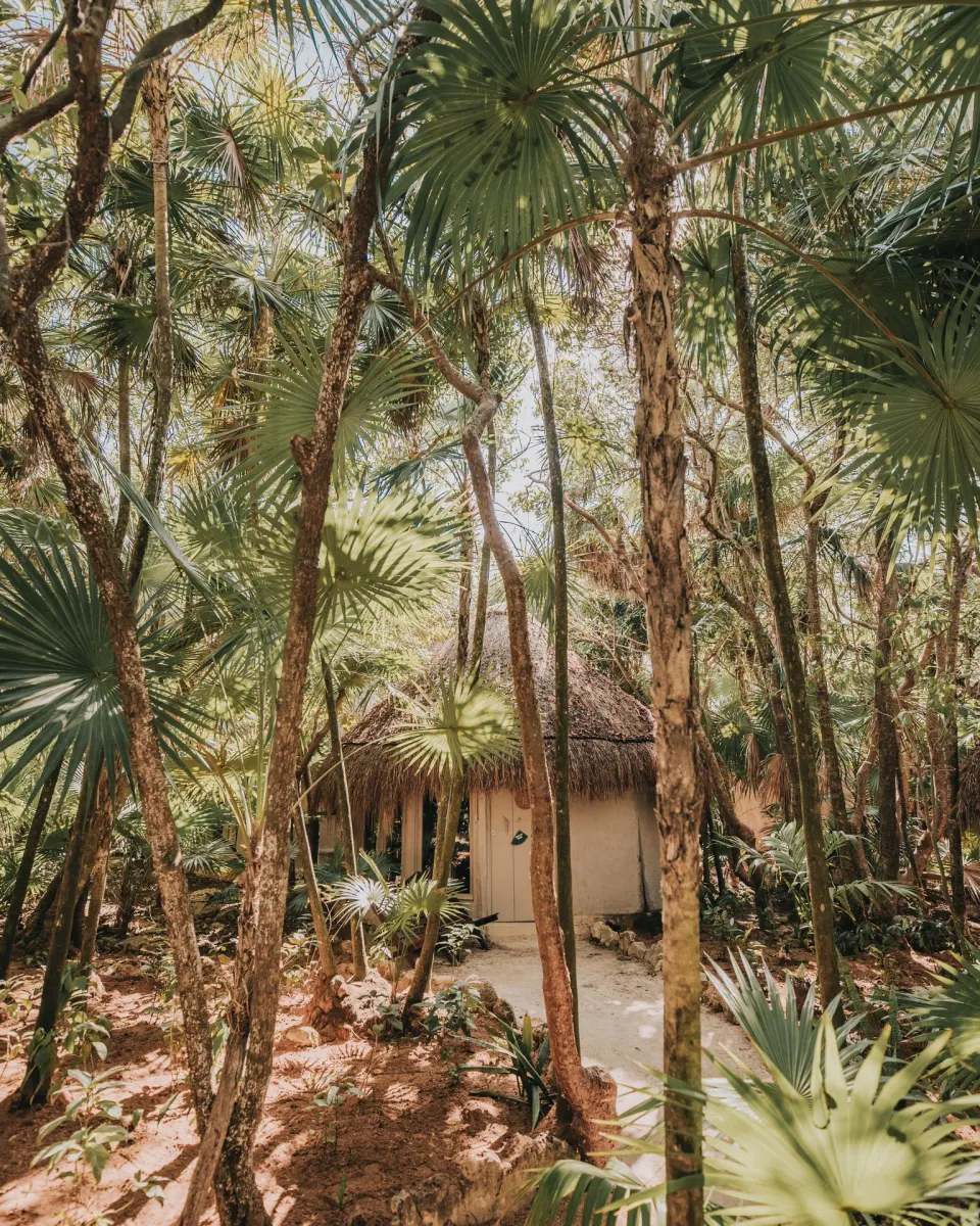 Small thatched bungalow tucked among palm trees on the grounds of Papaya Playa Project.
