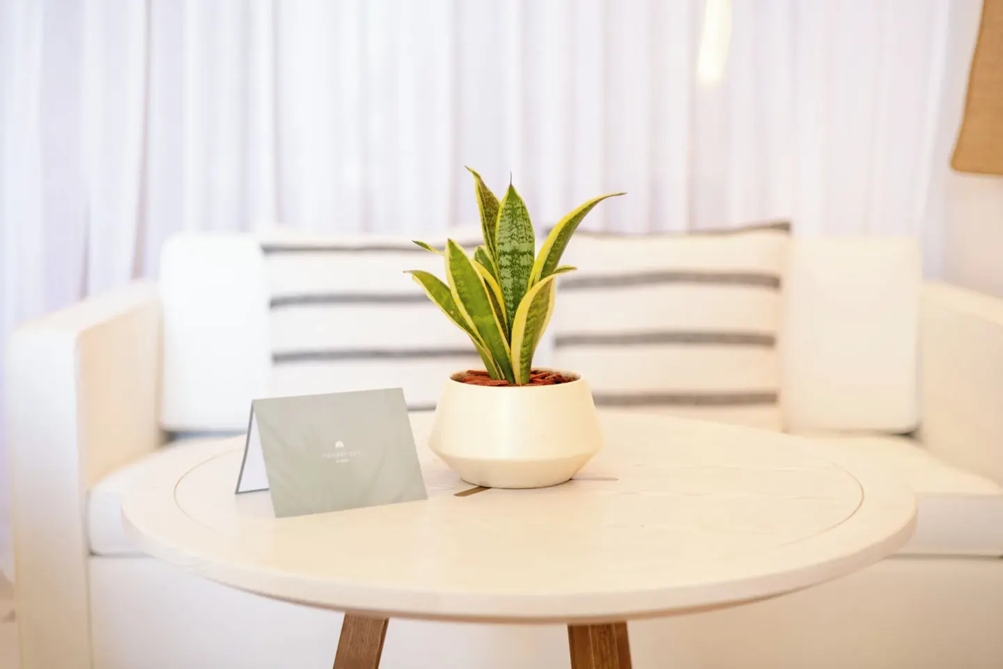 Potted plant on a guest room table in front of a white sofa at Paradisus Cancún.