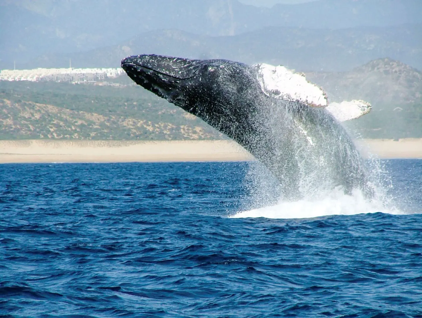 Breaching whale splashing in the ocean near Posada Real Los Cabos.