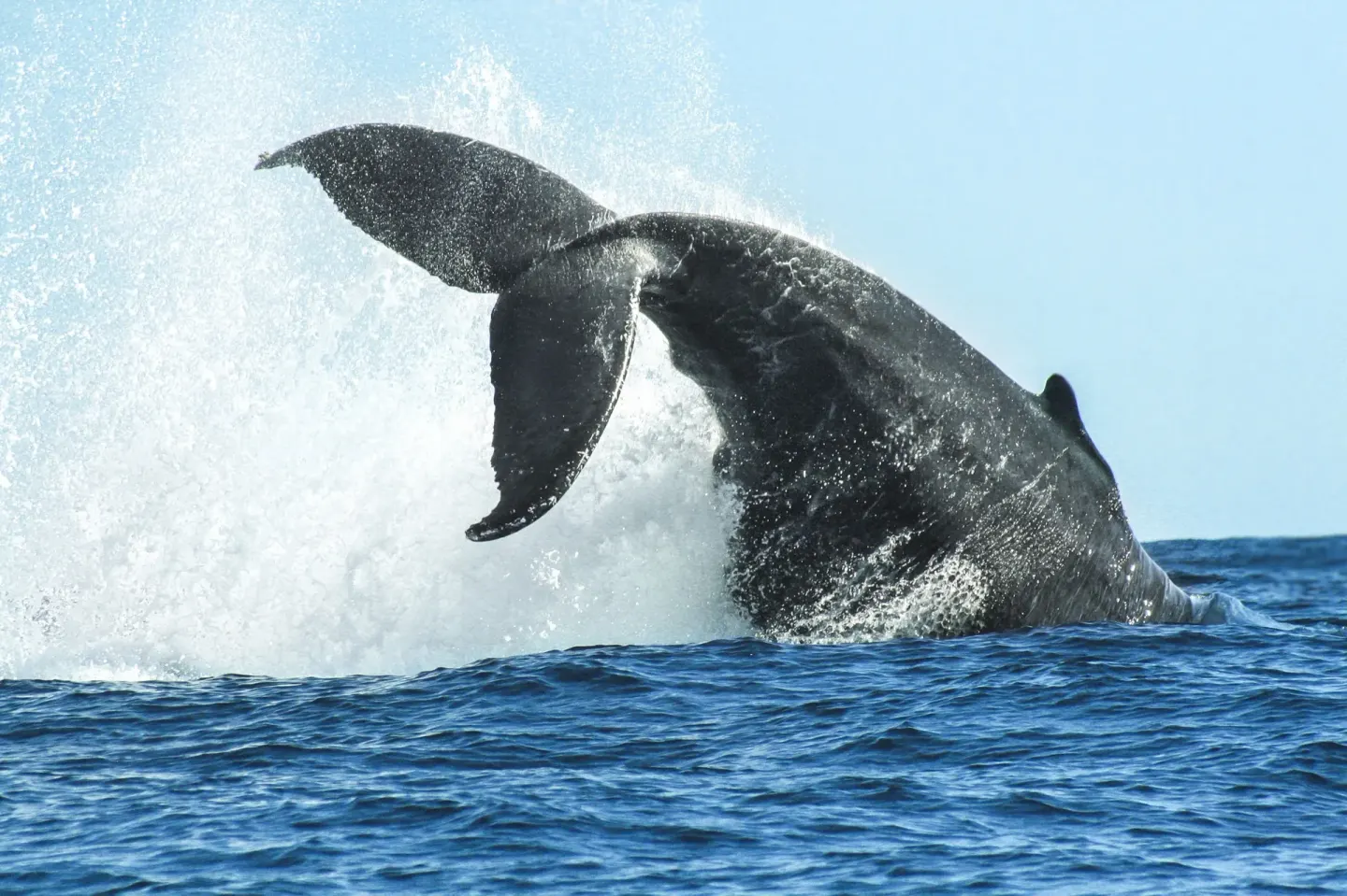 Whale tail splashing in the ocean near Posada Real Los Cabos.