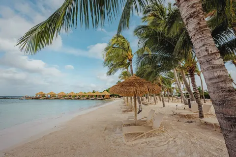 Palm trees, lounge chairs, and thatched umbrellas line the beach at Renaissance Wind Creek Aruba Resort.