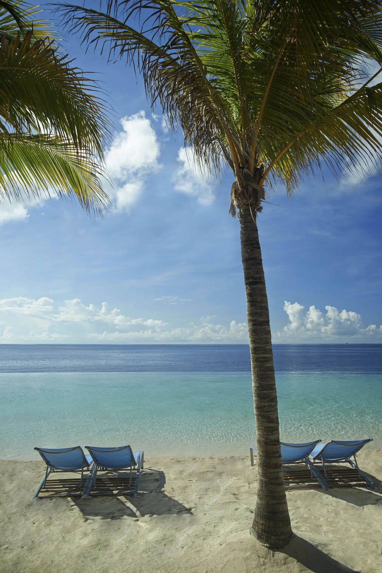 Beach loungers under palm trees by the sea at Renaissance Wind Creek Curacao Resort.