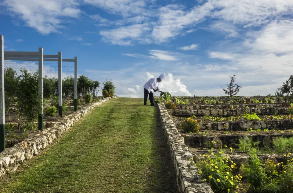 Chefs tend terraced garden beds at Round Hill Hotel And Villas under a blue sky.
