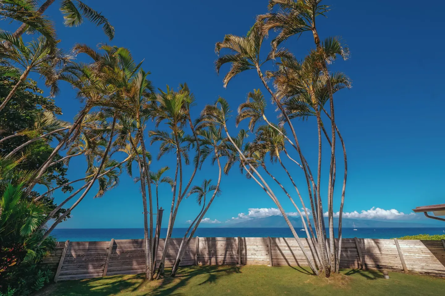 Tall palms and an ocean view beyond a wooden fence at Royal Lahaina Resort & Bungalows.