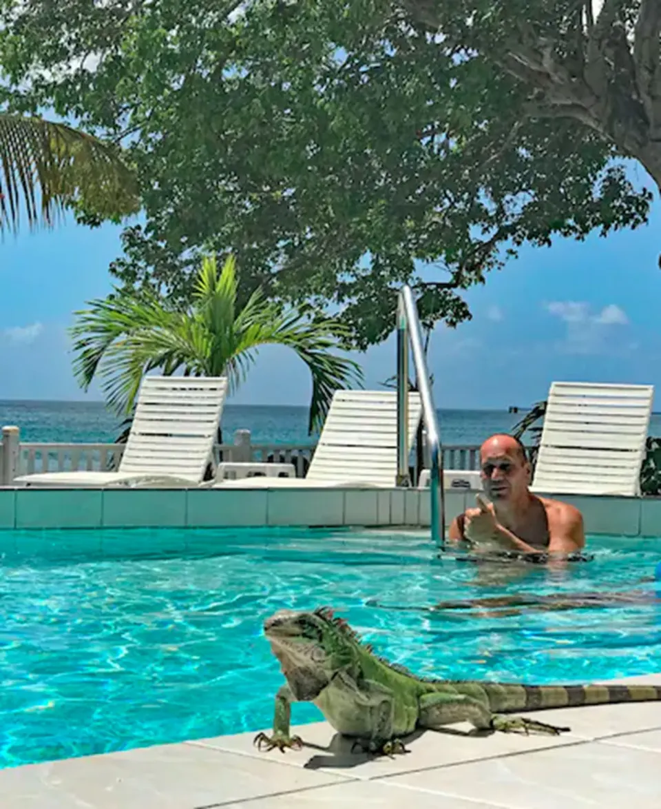An iguana rests by the pool with the sea beyond at Sand Castle on the Beach.