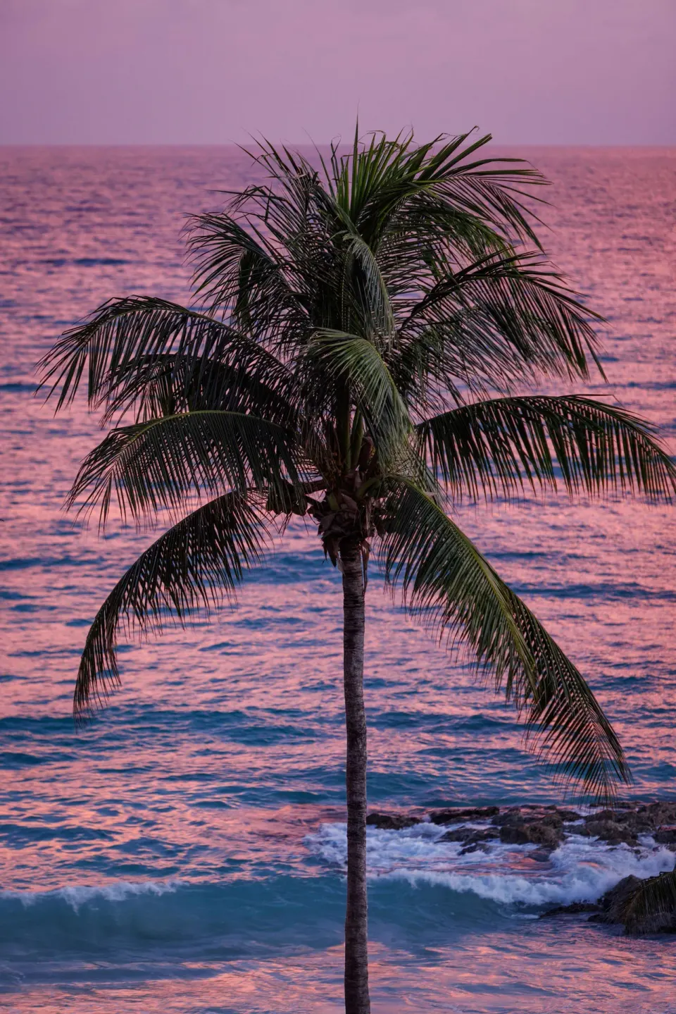 Palm tree silhouetted against a pink ocean sunset at Sandals Barbados.