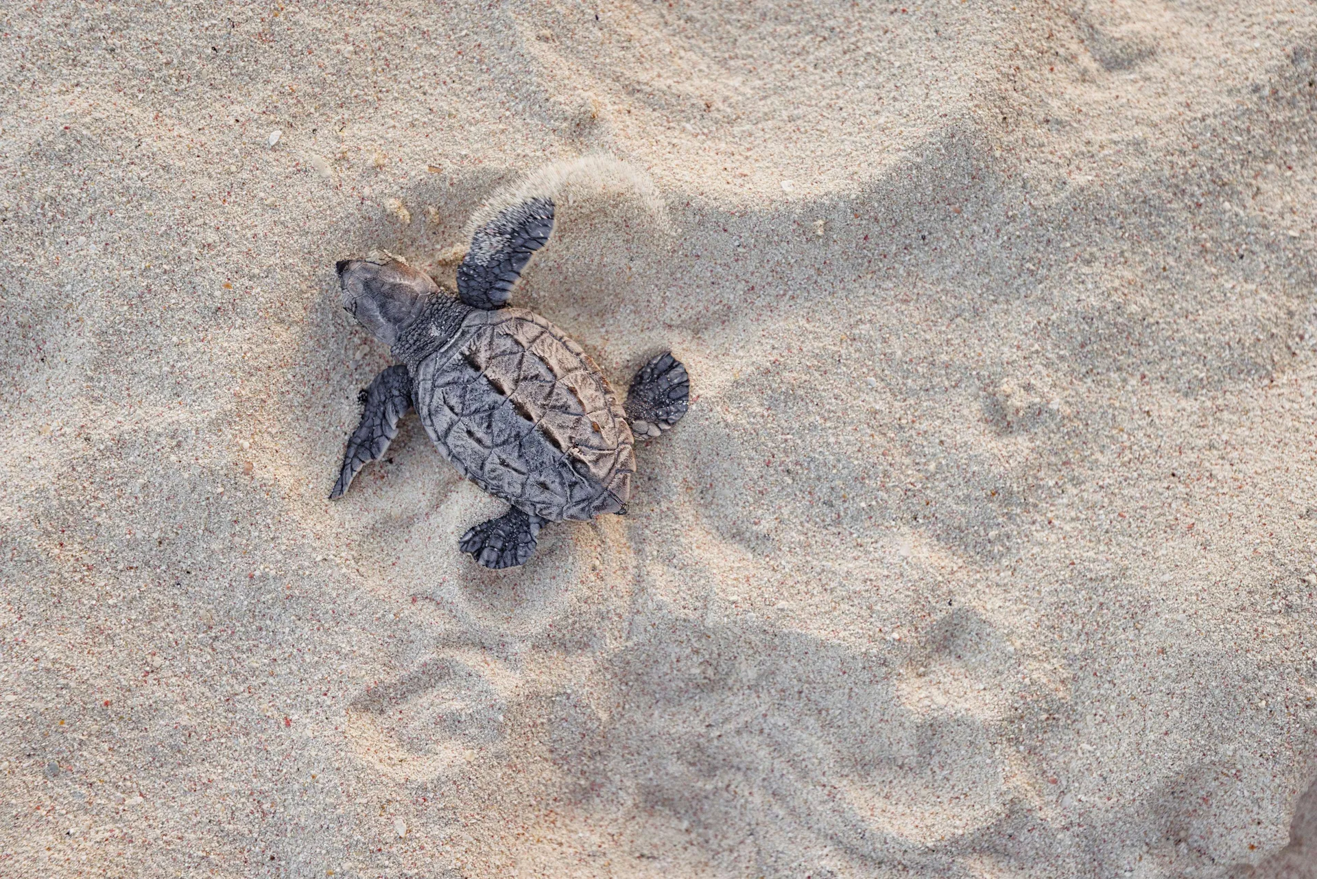 Small sea turtle hatchling on sandy beach at Sandals Barbados.