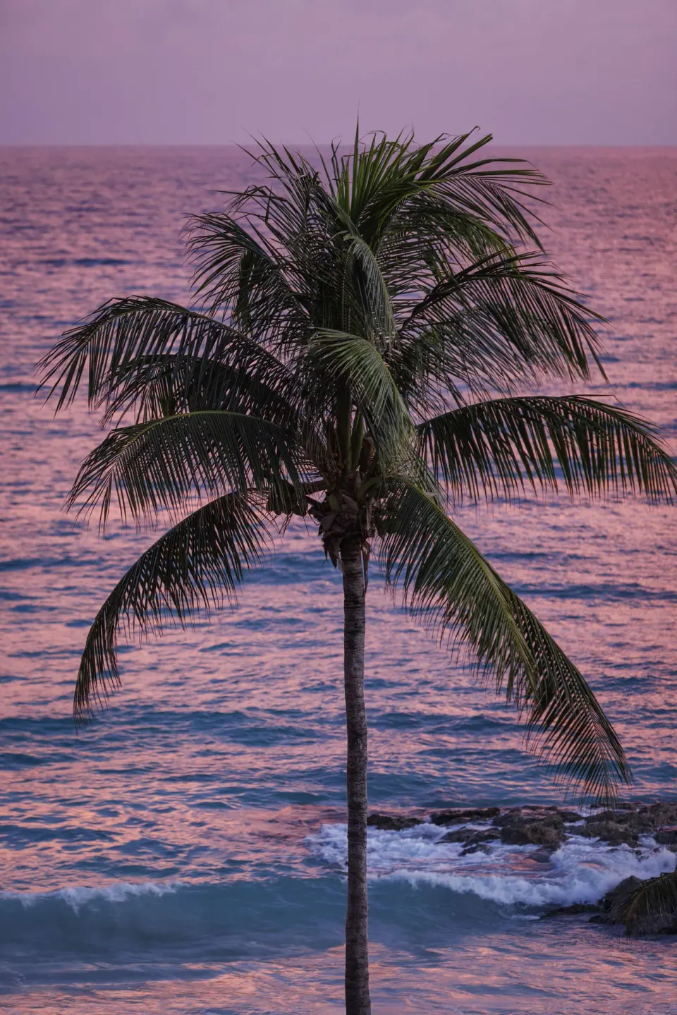 Palm tree at sunset beside the Caribbean Sea at Sandals Montego Bay.