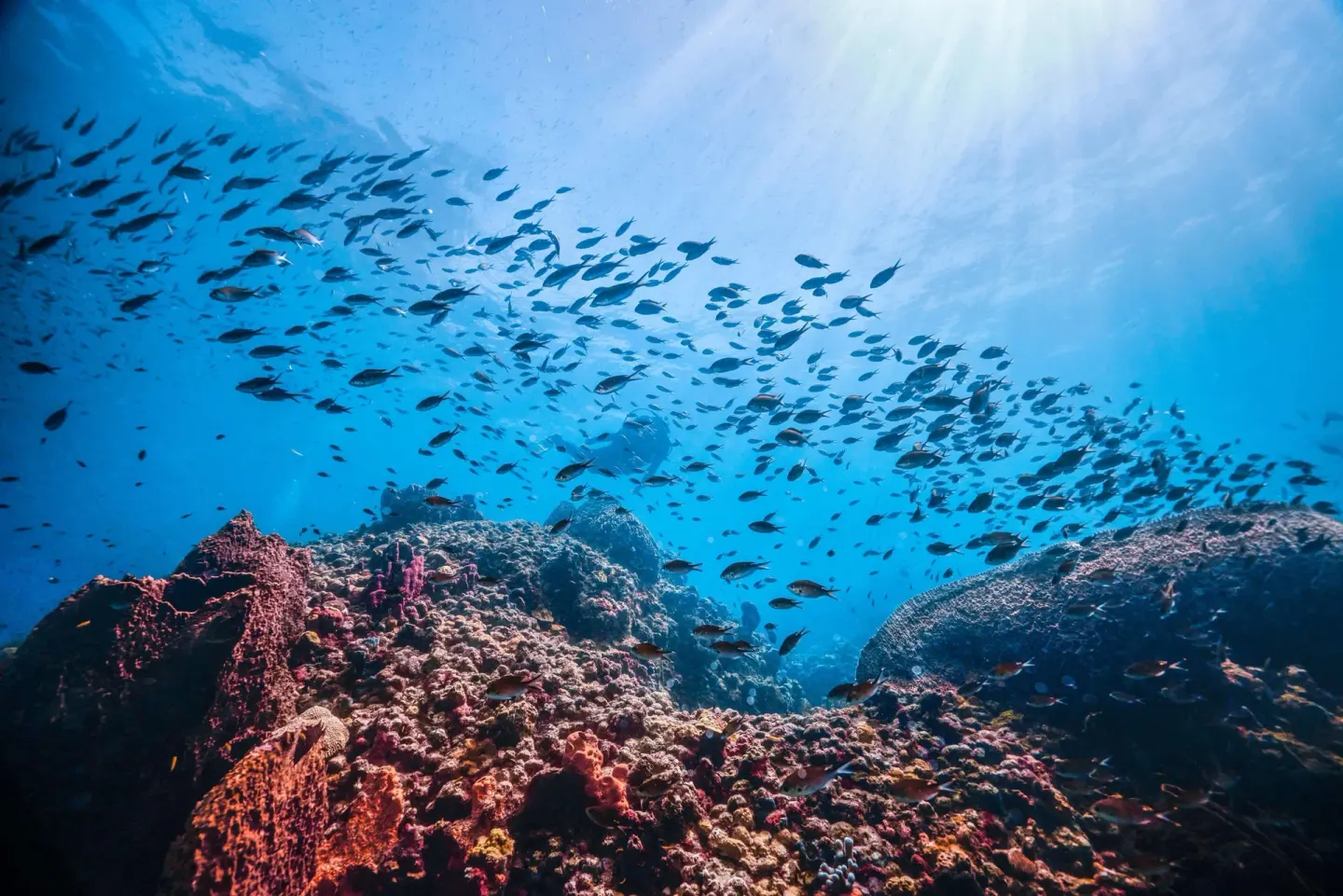 A school of fish swims above coral near Sandals Regency La Toc.