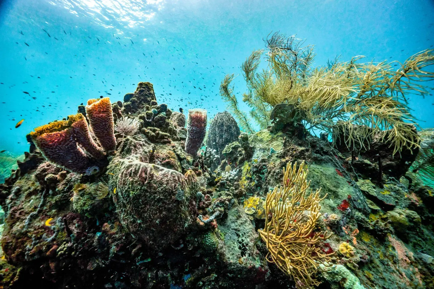 Coral reef with sea fans, sponges, and small fish near Sandals Regency La Toc.