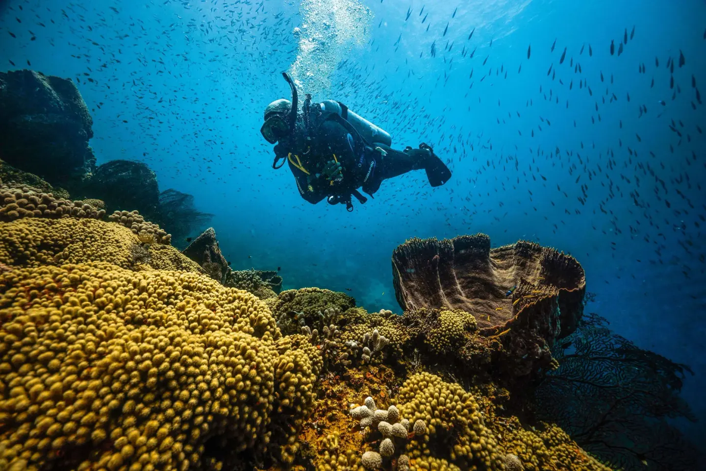 A scuba diver explores coral formations near Sandals Regency La Toc.