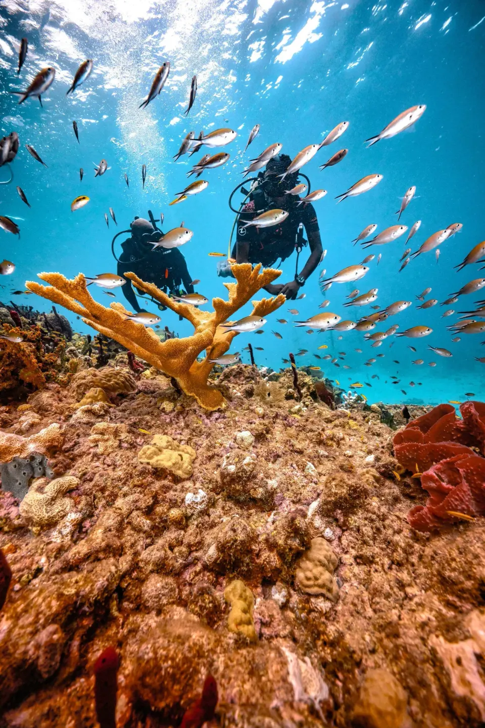 Scuba divers swim above coral and tropical fish near Sandals Regency La Toc.