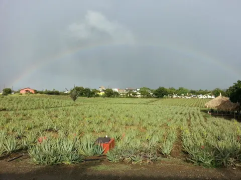 Curaloe Aloe Vera Plantation 15 Min Drive