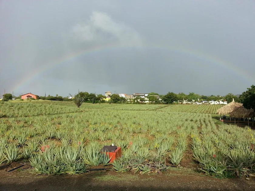 Curaloe Aloe Vera Plantation 15 Min Drive