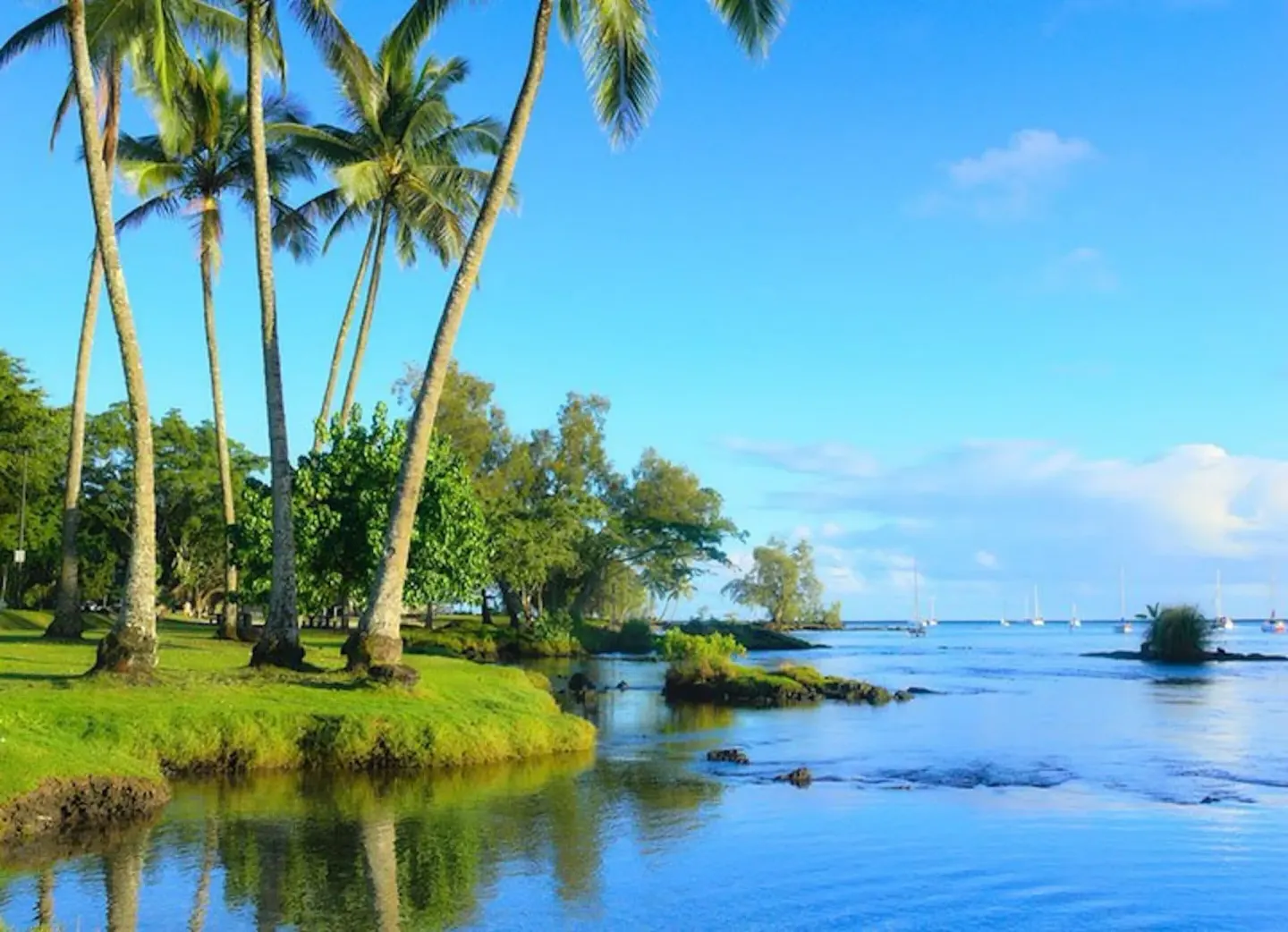 Palm trees line calm blue water along the coast near SCP Hilo Hotel.