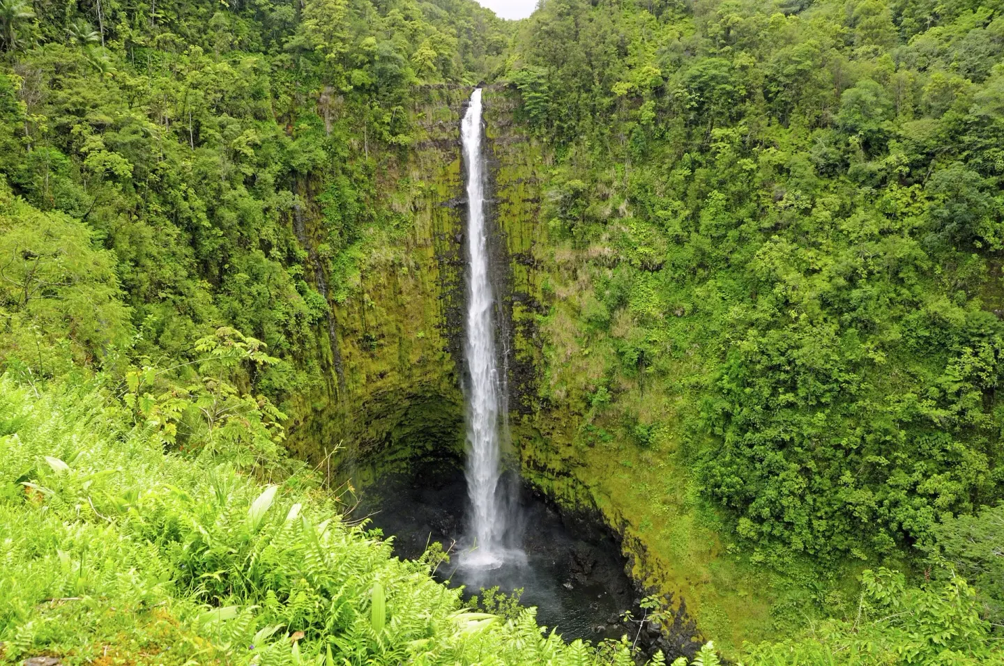 A tall waterfall drops into a green forested gorge near SCP Hilo Hotel.