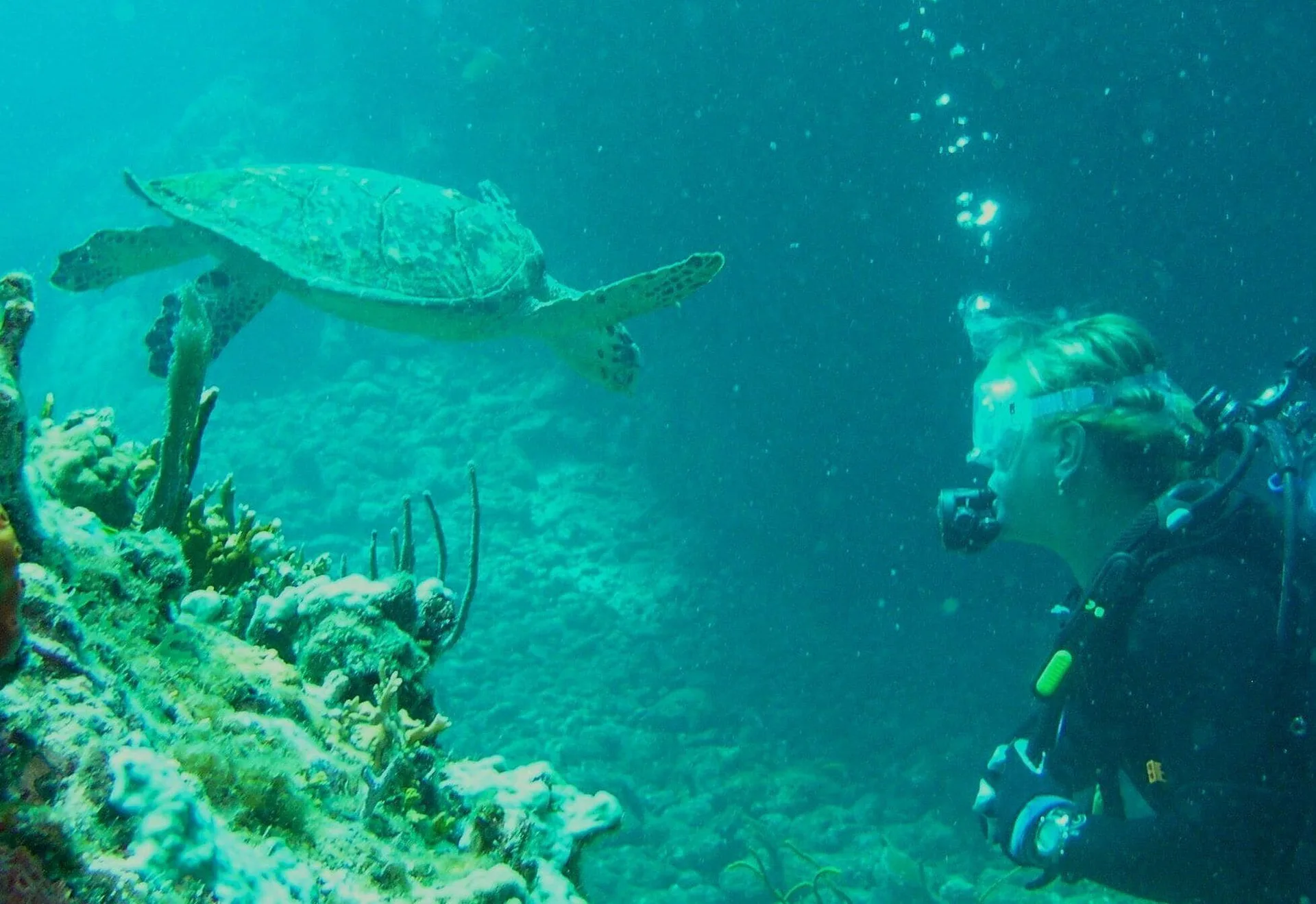 A scuba diver watches a sea turtle over coral at Secret Harbour Beach Resort.